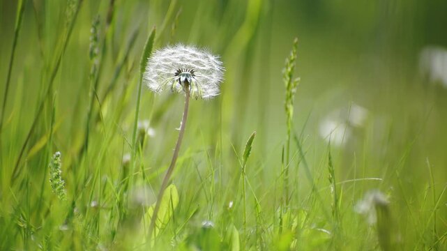 Green grass with white fluffy dandelions in a summer forest at sunny day. Plants swaying in the light wind. Summer nature background. Selective focus
