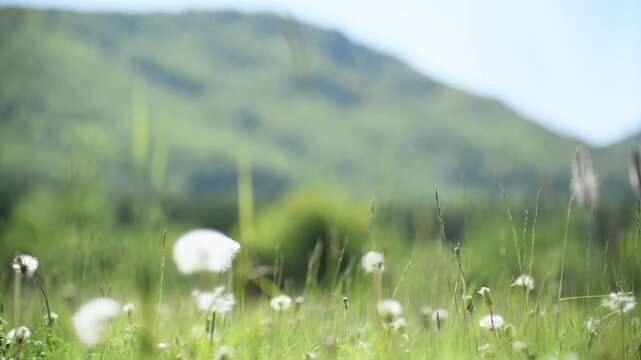 Wild green grass with flowers and white fluffy dandelions in the mountains. Plants swaying in the light wind. Green trees and mountains in the background. Beautiful summer nature. Selective focus
