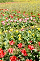 Naklejka premium カラフルなチューリップ畑・春の花・菜の花の背景素材