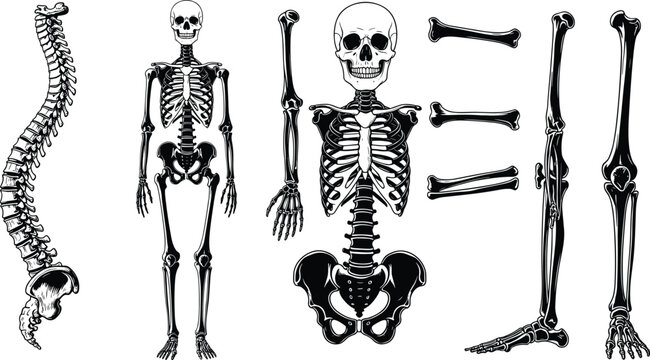Detailed human skeleton anatomy illustration featuring skull spine ribcage pelvis and isolated bones, medical educational diagram of complete skeletal system on clean background
