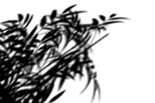 blurred Tropical Leaf Shadow Overlay - 3D rendering	
