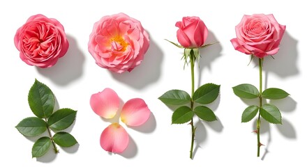 Fototapeta premium Pink roses and rose parts isolated on white background with green leaves and petals