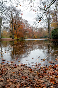 Golden autumn leaves float on a calm pond surrounded by colorful trees in a quiet park.