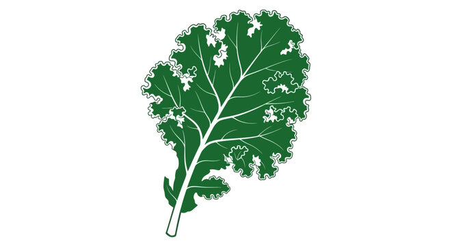 Fresh green kale leaf illustration isolated on white background