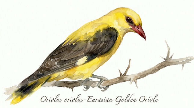 An illustration of the Eurasian Golden Oriole  with its bright yellow plumage.