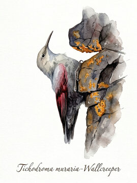 An illustration of a Wallcreeper climbing a rock face.