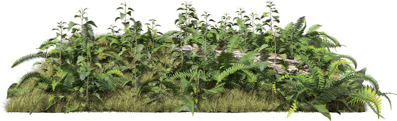 Lush fern vegetation patch with dense green foliage and natural ground isolated © Mathias Weil