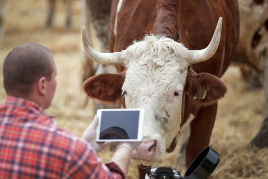 Farmer interacts with cow using a tablet in barn