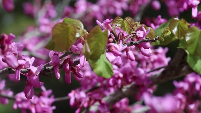 blossoms of Cercis siliquastrum (Judas tree) in spring