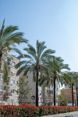 Fototapeta premium Urban street with palm trees and residential buildings under clear blue sky mediterranean city lifestyle scene