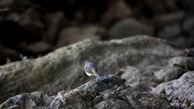 A video of Grey Wagtail from a rear three quarter view, showcasing its elegant slate grey upperpart and the vibrant yellow feathers and beautifully moving its tail. The background is softly blurred.