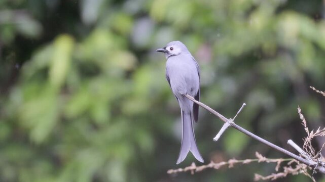 Watch the sleek and agile Ashy Drongo (Dicrurus leucophaeus) as it perches patiently on a slender branch, its ruby-red eyes scanning the surroundings for flying insects. This high-definition footage c