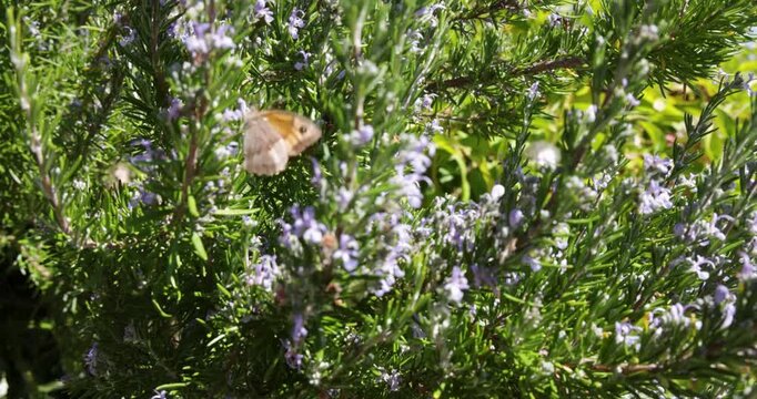 Gatekeeper butterfly pollinating a rosemary bush