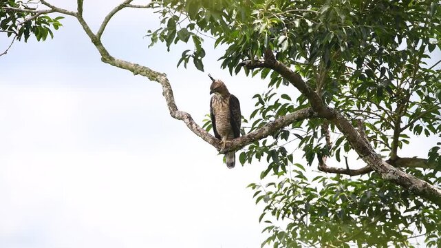 Witness the intense focus of a Mountain Hawk-Eagle (Nisaetus nipalensis) as it perches majestically on a high branch, scouting the forest floor for its next meal. This high-definition footage captures