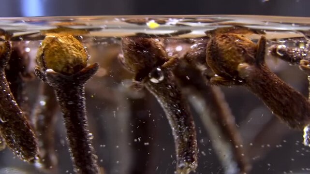 Dried Clove Buds (Syzygium aromaticum) Falling and Floating in Water with Air Bubbles Macro Close-up