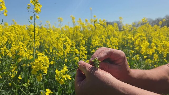 Mains agriculteur ou technicien agricole tenant un jeune plant de colza dans un champ agricole