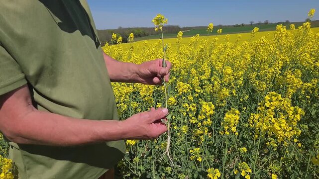 Mains agriculteur ou technicien agricole tenant un jeune plant de colza dans un champ agricole