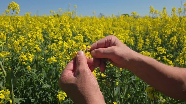 Mains agriculteur ou technicien agricole tenant un jeune plant de colza dans un champ agricole