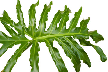 Green Philodendron Selloum Leaf Isolated on White Background © Mas