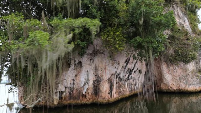 A stony riverbank overgrown with ferns and mangrove trees during low tide in the Okefenokee Swamp