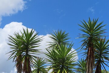 Obraz premium Yucca plant on blue sky background in Florida nature