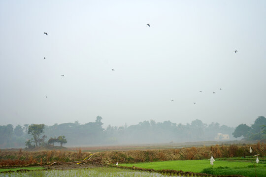 Lush Green Paddy Seedlings Growing in Waterlogged Rice Fields Under Misty Morning Sky