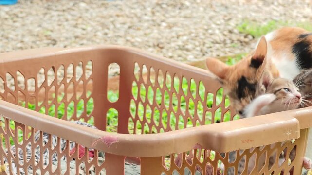 The mother cat is carrying her kitten.