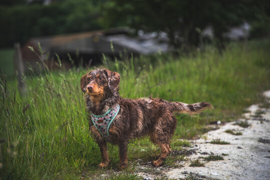 Wet, shaggy dachshund mix dog standing in tall grass wearing a patterned harness