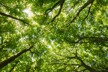 Low angle view of lush green forest canopy with bright sunlight filtering through leaves 