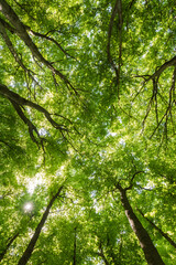 Fototapeta premium Bright sun shining through green forest canopy with beautiful lens flare and sunbeams