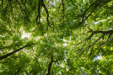 Fototapeta premium Low angle view of lush green forest canopy with bright sunlight filtering through leaves 