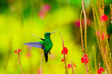 Magnificent tropical red flowers (Stachytarpheta) with a green hummingbird ( Steely-vented Hummingbird) drinking their nectar while flying. © nic
