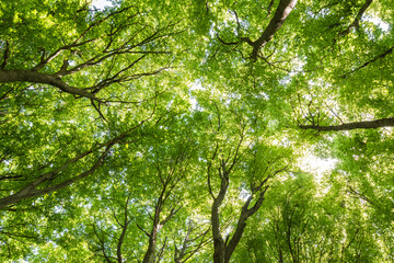 Obraz premium Low angle view of lush green forest canopy with bright sunlight filtering through leaves 