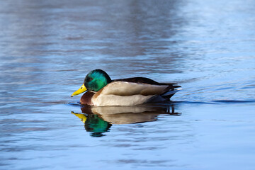 Obraz premium A drake on the shimmering blue lake, drake at blue hour, male mallard with glossy plumage, shimmering blue lake, waterfowl from the side swimming in the pond, Anas platyrhynchos