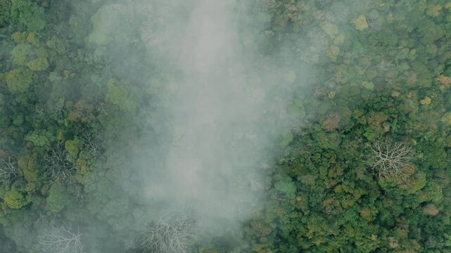 Mist drifting above rainforest canopy near Ingleses coast