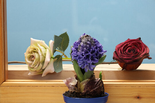 Close-up: Live plant &ndash; Hyacinthus is in front of glass and artificial outside the window.