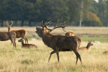 Obraz premium A red deer stag bellows during the rut in an open autumn grassland, antlers raised while surrounded by a relaxed herd.
