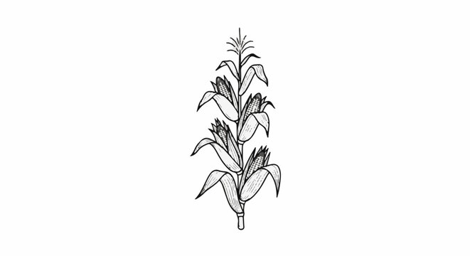Black and white illustration of a corn stalk with three ears of corn