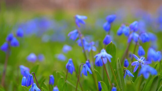Blue Siberian Squill Flowers Swaying in Wind, Spring Blossoms in Green Grass, Nature Bokeh Background of Scilla Siberica