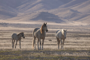 Fototapeta premium Wild Horses in the Utah Desert in Spring