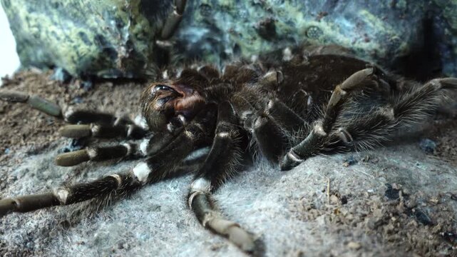 Spider Tarantula Shedding Skin, Molting While Lying on its Back. Spider Lasiodora Parahybana or Brazilian Salmon Pink Bird-eating Tarantula in Terrarium