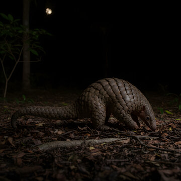Rare pangolin foraging for insects on a dark forest floor at night under a full moon. This scaly mammal is seen in its natural habitat surrounded by dense foliage and dried leaves.
