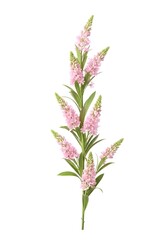 Fototapeta premium A delicate pink spirea flower branch with green leaves isolated on white background