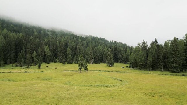 Aerial view Haflinger horses grazing in misty alpine meadow. Golden chestnut horses with blonde manes below jagged Dolomites peaks. Scenic mountain pasture in South Tyrol, Italy