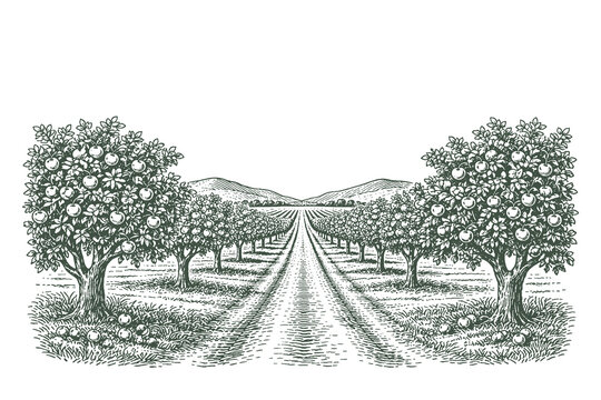 Vintage black and white orchard landscape vector illustration with fruit trees, pathway and countryside view