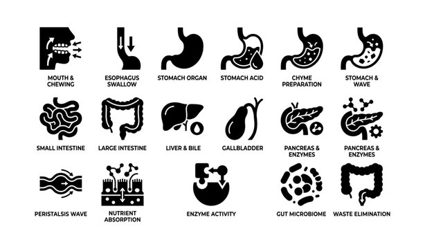 Digestive system icons: stomach, intestine, liver, pancreas, microbiome