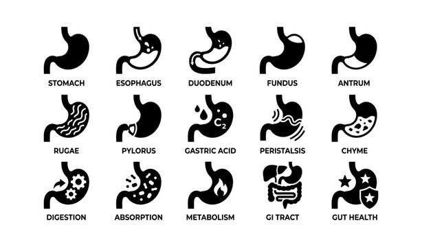 Stomach anatomy icons: gastric structure, digestion, and gut health vectors