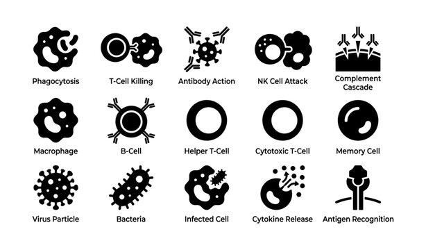 Immune system icon set: phagocytosis, antibody action, t-cell killing, nk attack, bacterium