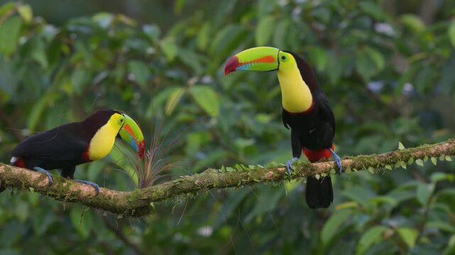 A toucan in Costa Rica 
