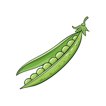 Vibrant illustration of a single open pea pod filled with round green peas